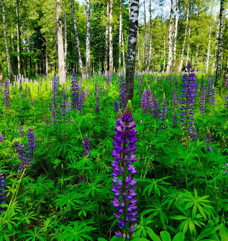 Люпиновая поляна - Галина Бобкина