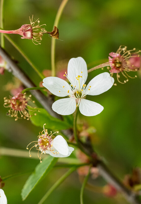 Cherry blossom | 4 - Sergey Sonvar