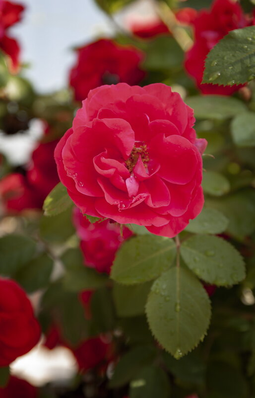 красная роза эмблема печали - Андрей Герасименко красная роза эмблема печали - Андрей Герасименко