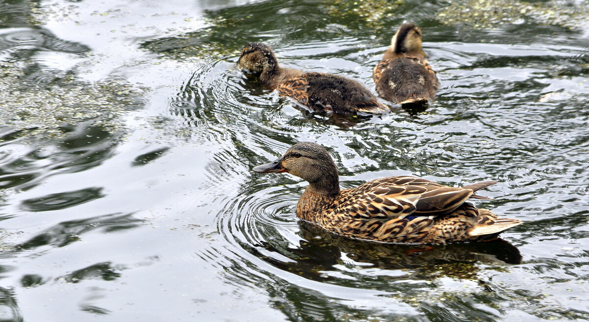 Новый приплод...... - Анатолий Анищик