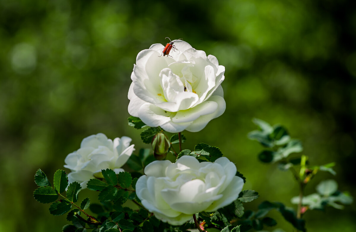 Шиповник. - Sergey (Apg)