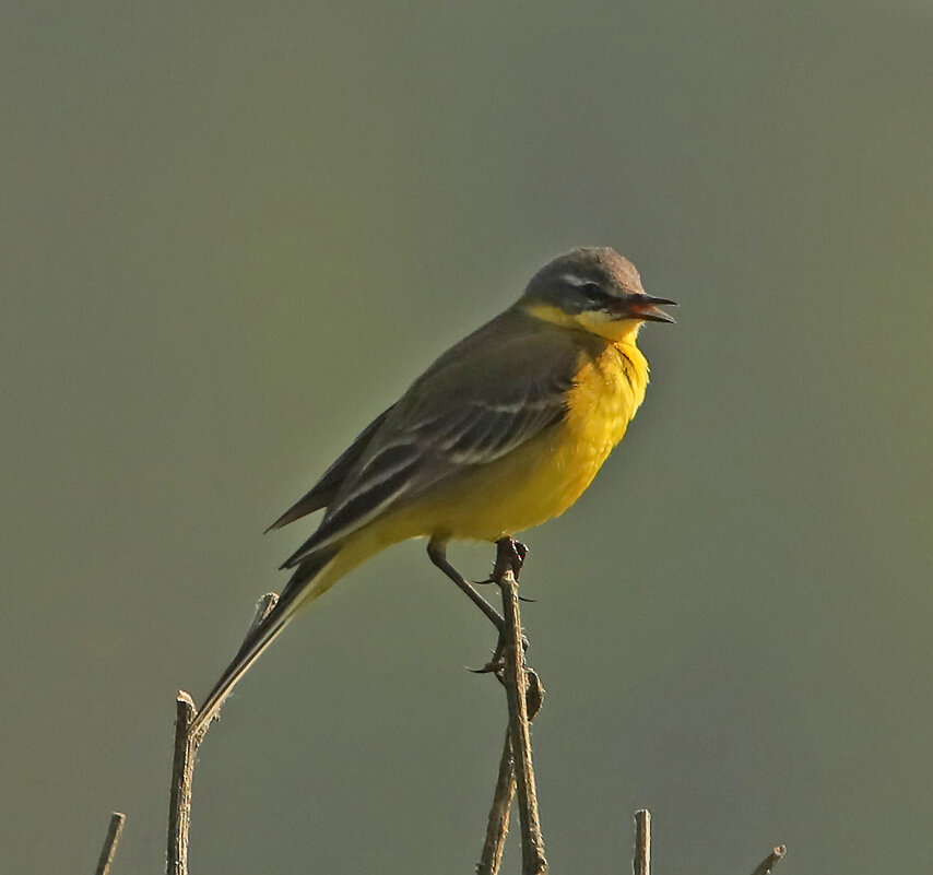 Желтая трясогузка показывает язык - Светлана Желтая трясогузка показывает язык - Светлана