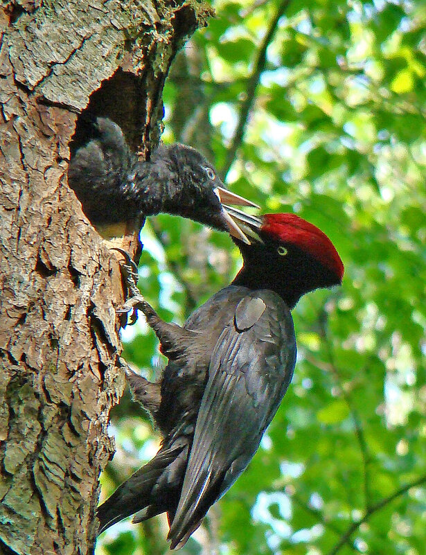 гнездо черного дятла - gawrilа - dan гнездо черного дятла - gawrilа - dan