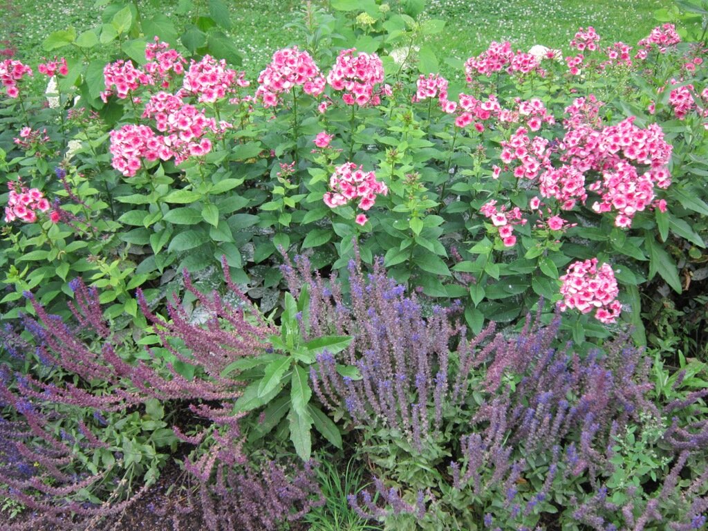 Летние цветы - Дмитрий Никитин