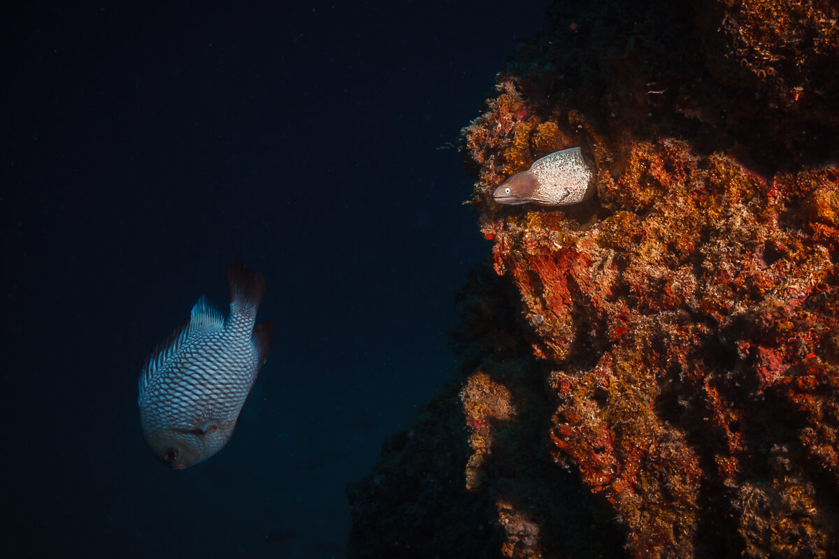 Из засады... - алексей афанасьев Из засады... - алексей афанасьев