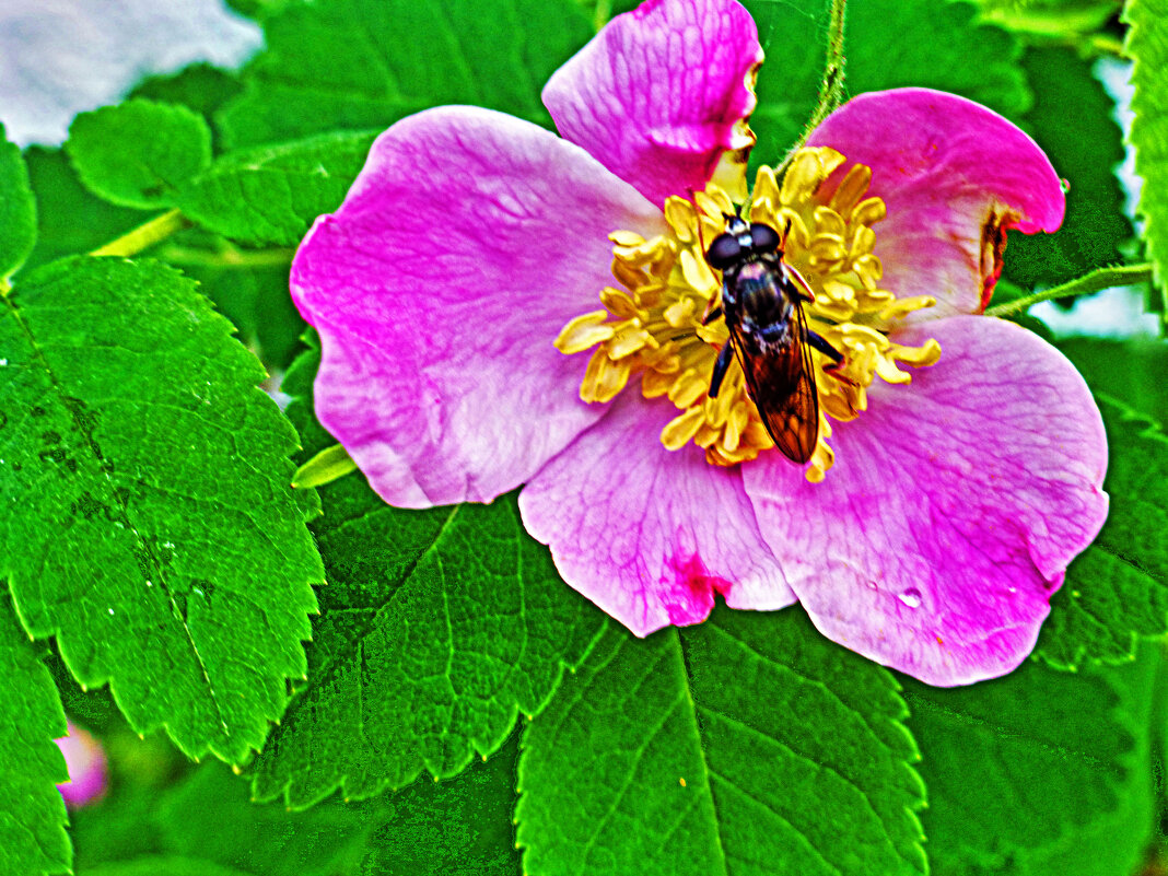 Июнь...Зацвел городской шиповник! - Владимир 