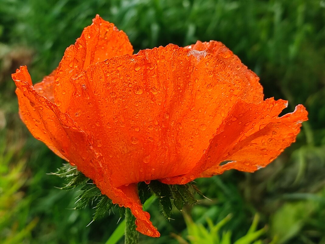 После дождя - Валентина Богатко 