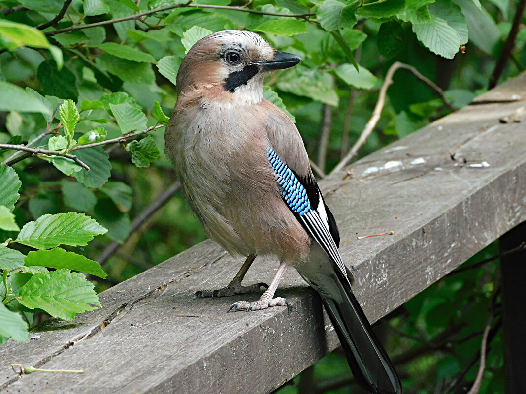 Сойка - Лина Сойка - Лина
