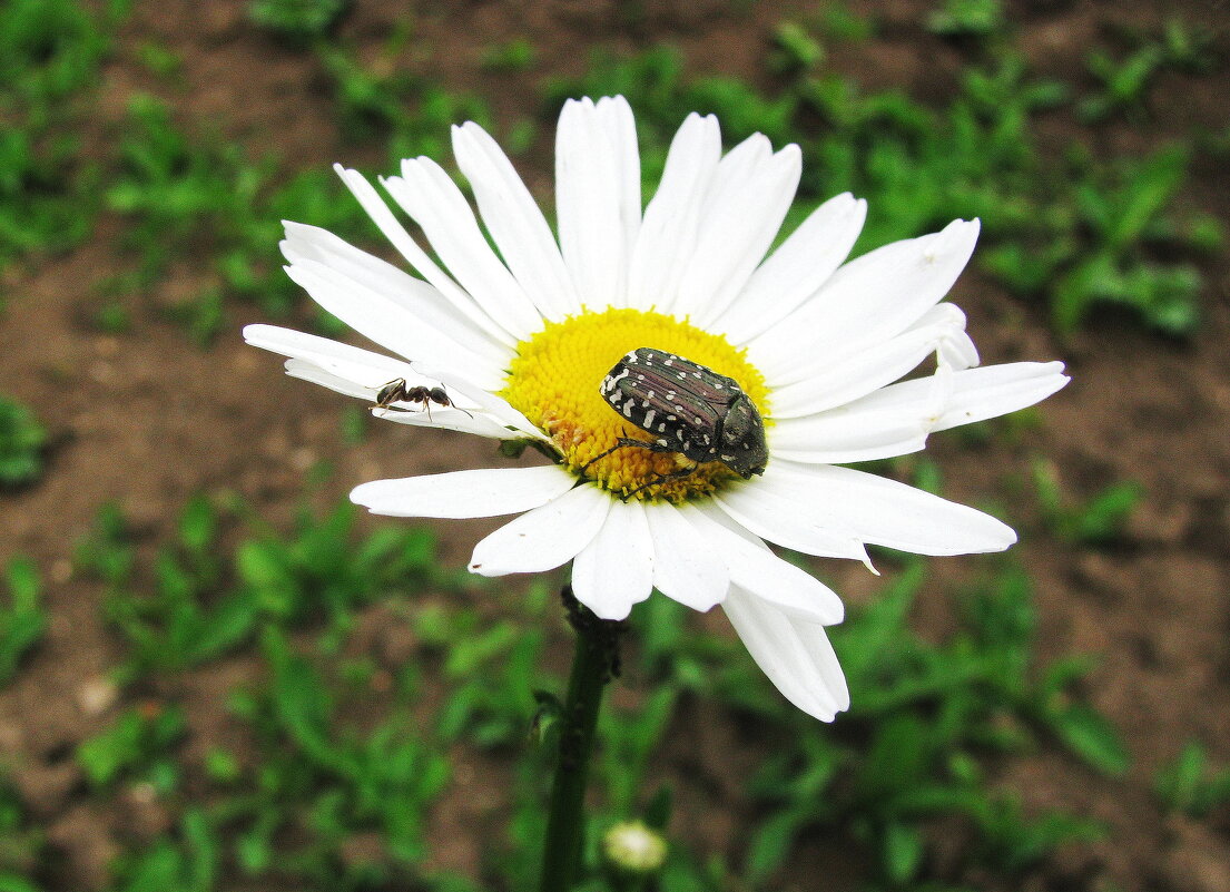 Понравилась им ромашка - Людмила Смородинская