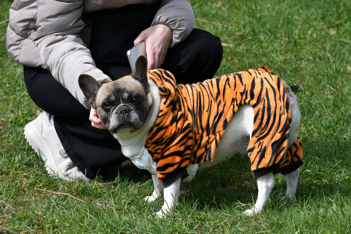 Москва. Парад французских бульдогов в усадьбе «Воронцово». - Наташа *****