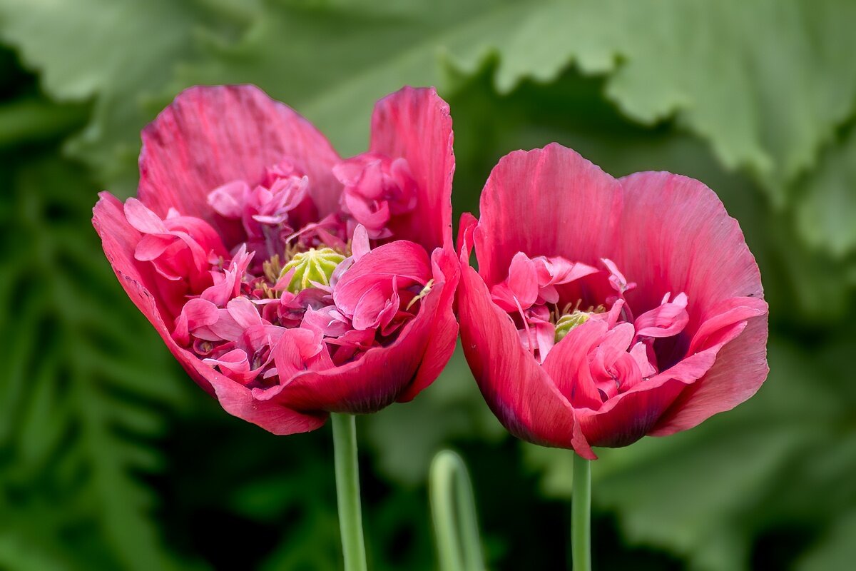 Маки - Игорь Сикорский