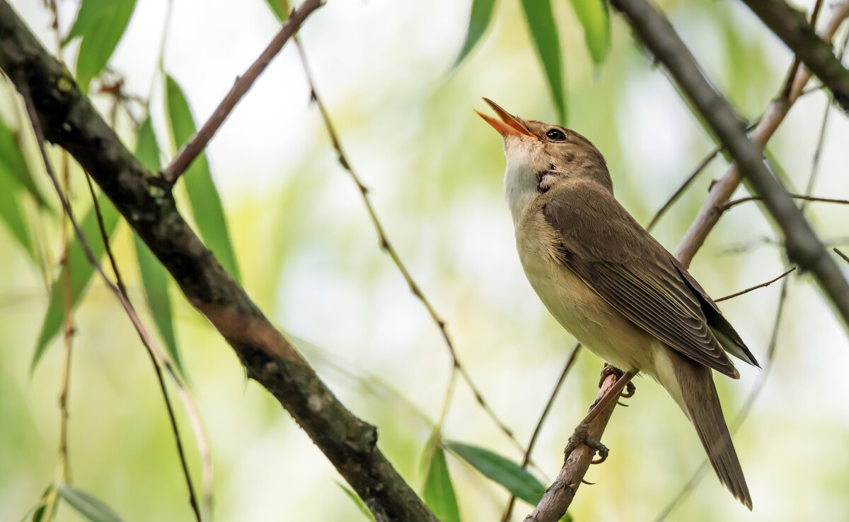 Камышовка. - Владимир Безбородов