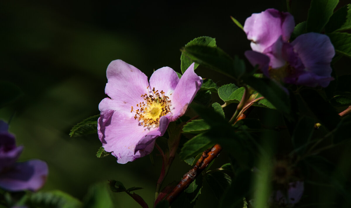 *** - Владимир Безбородов