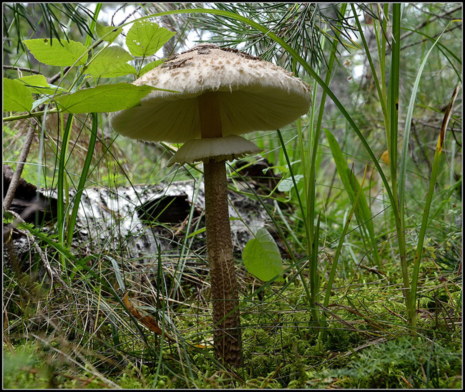 Гриб зонтик... - Aleksandr Gal