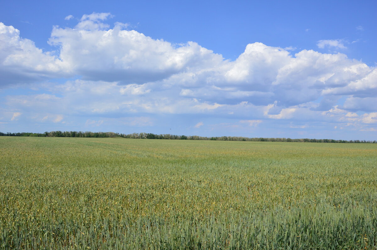 Русское поле. - Виктор Русское поле. - Виктор