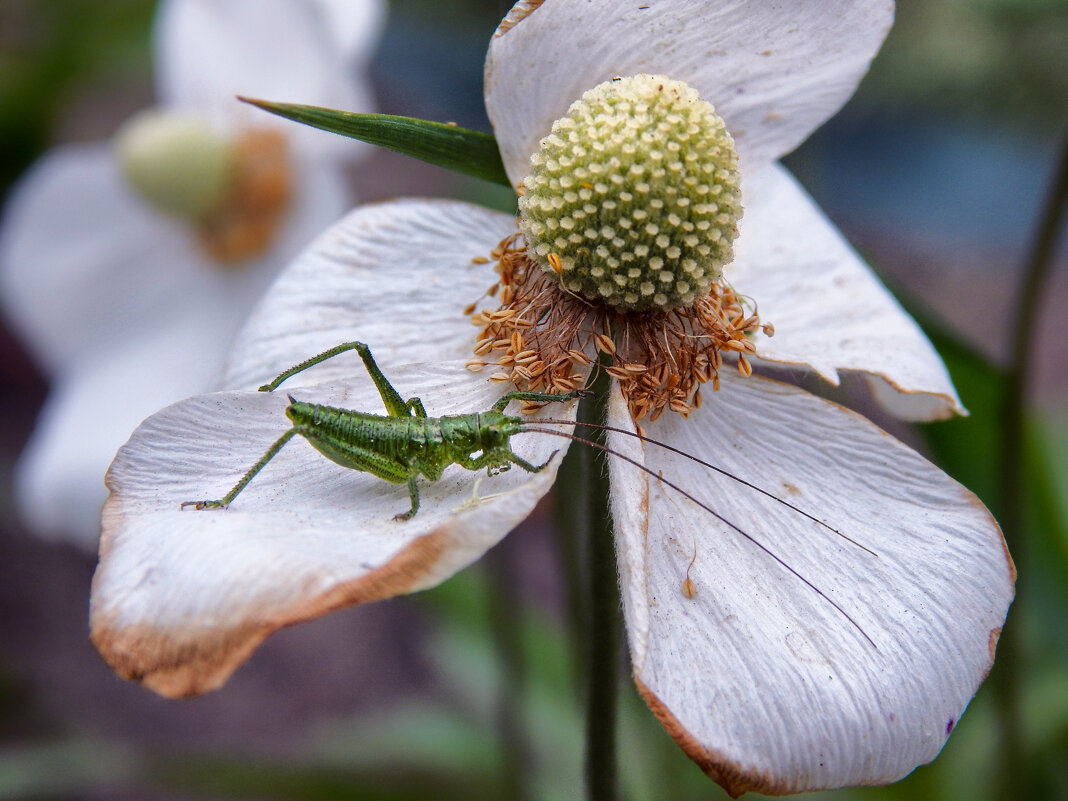 Хозяин цветка - Александр Ковальчук