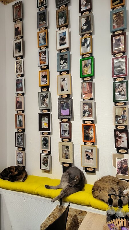 Выпускники Антошкиного кота. - Ольга Выпускники Антошкиного кота. - Ольга