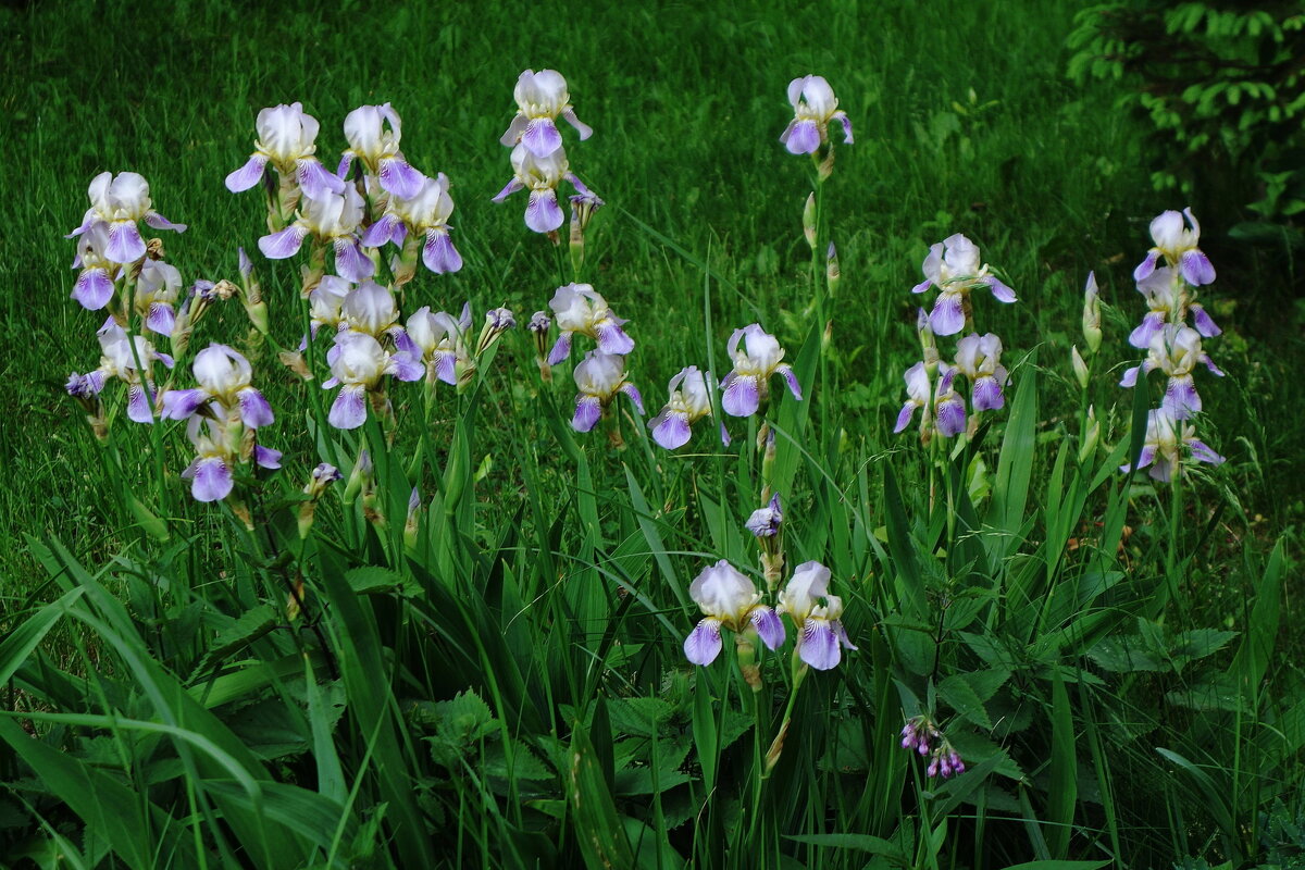 Ирис - Рита Симонова