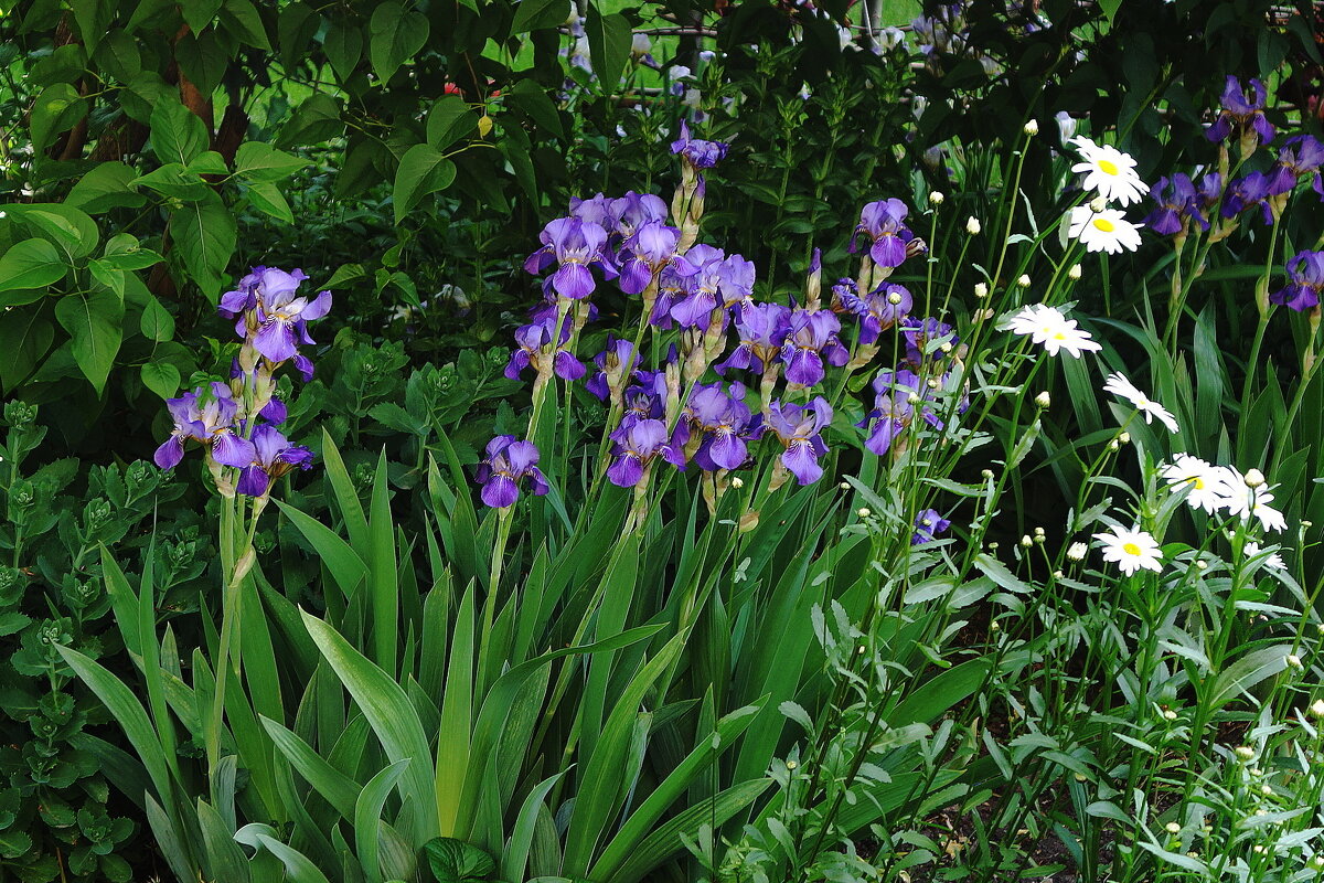 Ирис - Рита Симонова