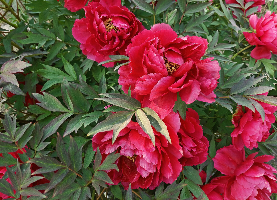 Пионы - Ирина Румянцева Пионы - Ирина Румянцева