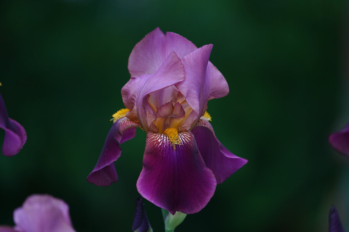 Ирис бородатый - Иван Литвинов Ирис бородатый - Иван Литвинов