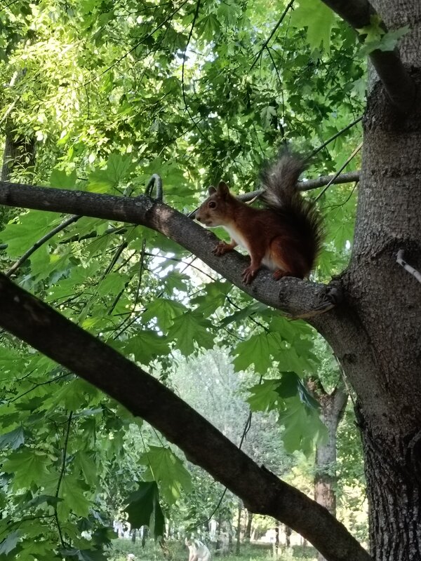 белочка - Галина R... белочка - Галина R...