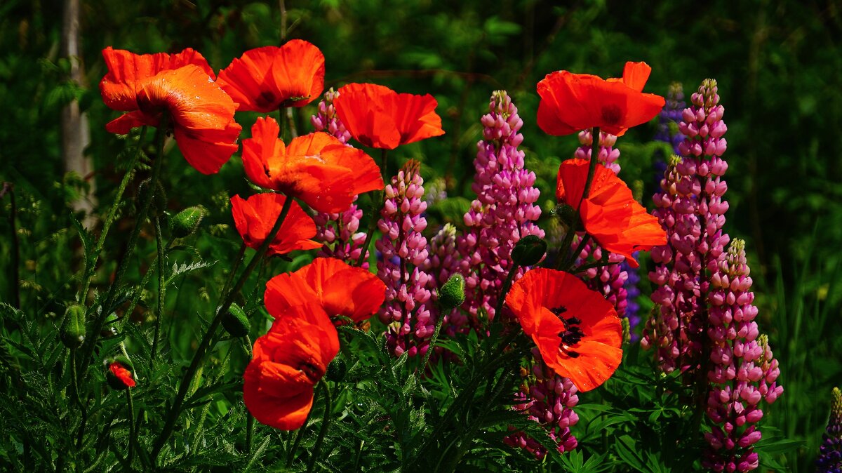 Маки - Наталья Лакомова Маки - Наталья Лакомова