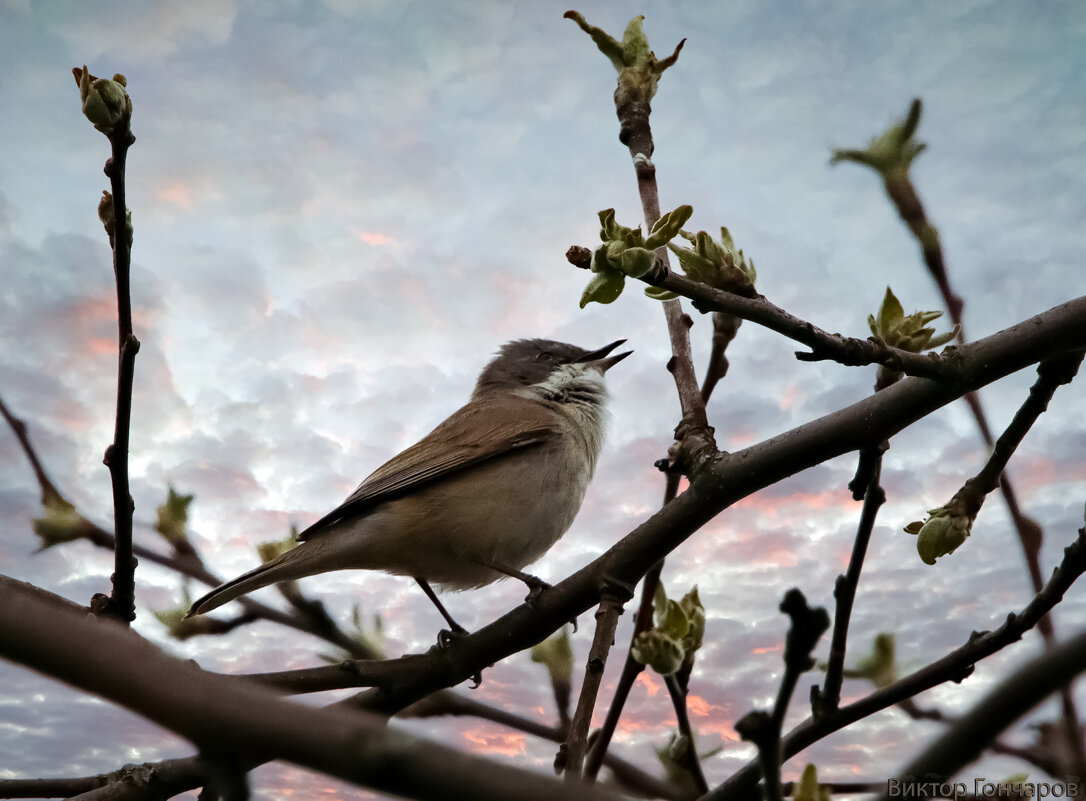 Славка-завирушка - Laryan1 