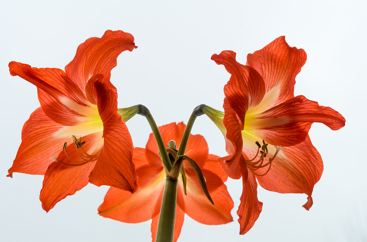 Лилии - Игорь Николаев Лилии - Игорь Николаев