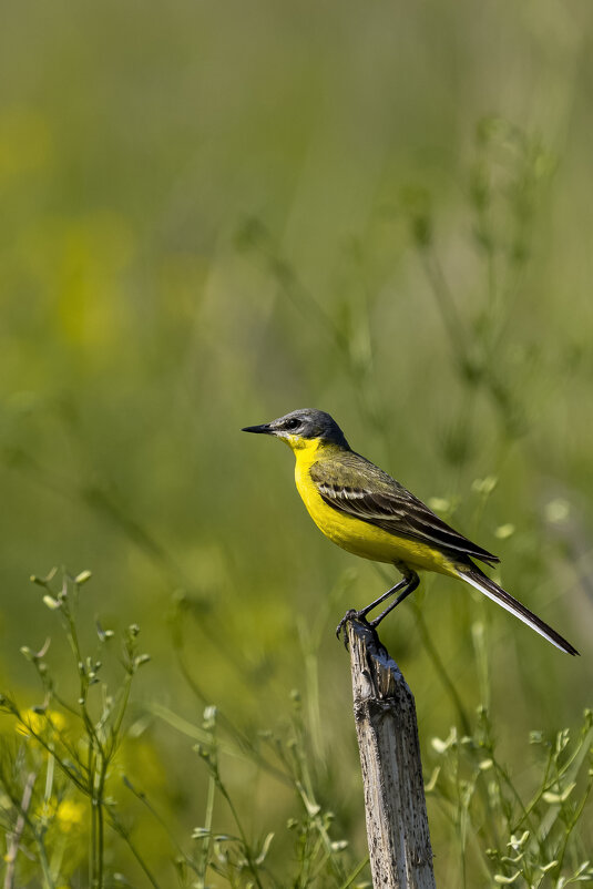 Жёлтая трясогузка - Валерий Черняк
