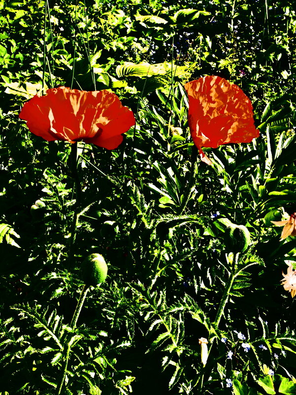 Летние этюды 18 - Алексей Кузнецов