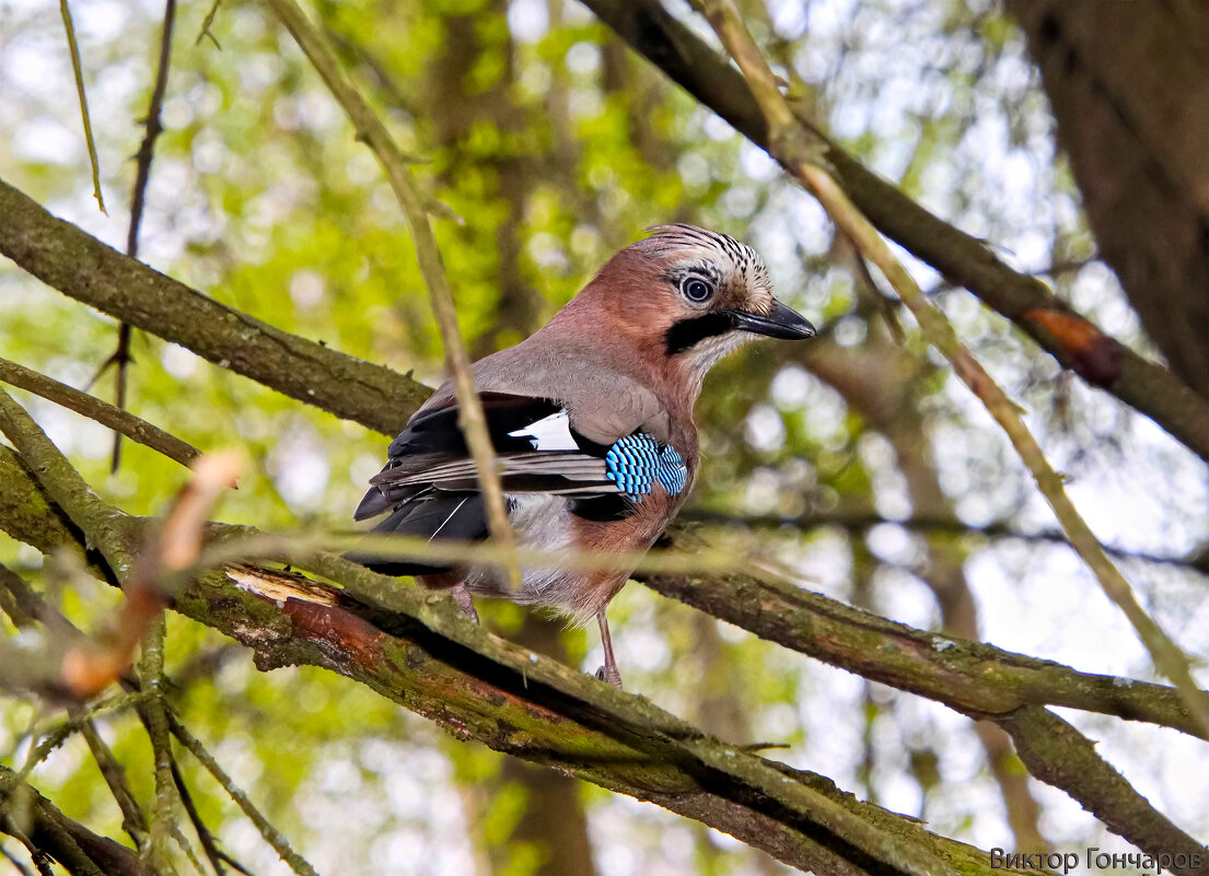 Сойка - Laryan1 Сойка - Laryan1