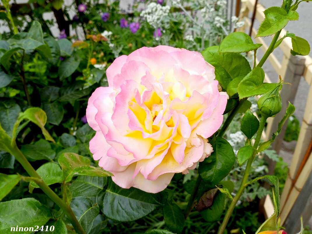 Ростовские цветники - Нина Бутко