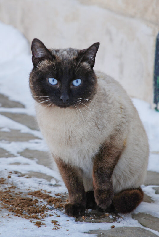 кот - Роман Шаров