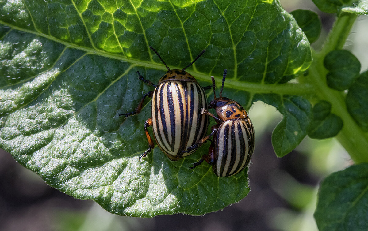 "Американские диверсанты." - Лилия *