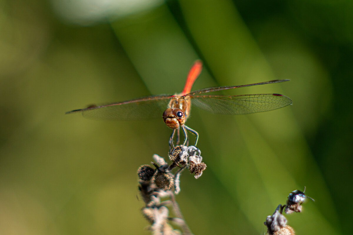 стрекозка - Александр Леонов стрекозка - Александр Леонов