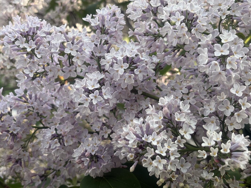 Ищу я «счастье» в лепестках сирени... - Наталия Павлова Ищу я «счастье» в лепестках сирени... - Наталия Павлова