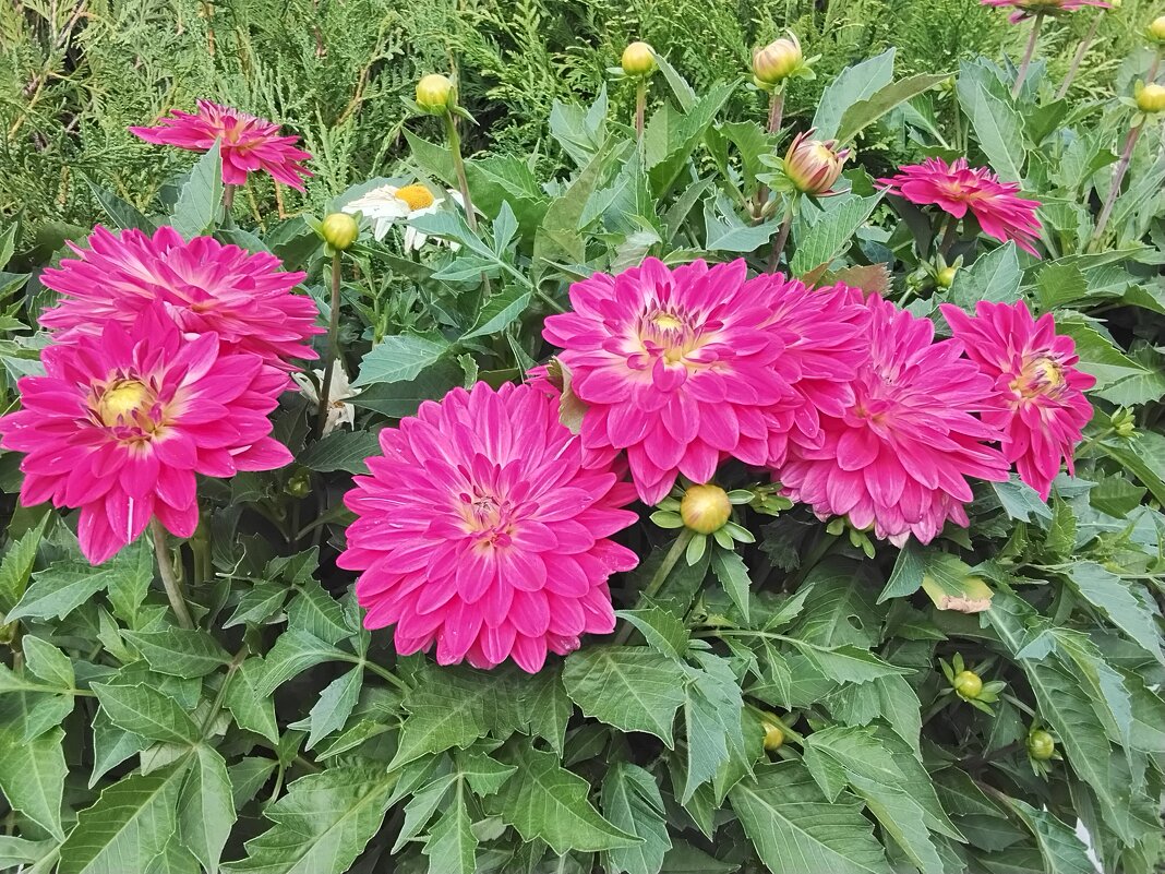 Георгины Dalina Maxi - Дмитрий Никитин Георгины Dalina Maxi - Дмитрий Никитин