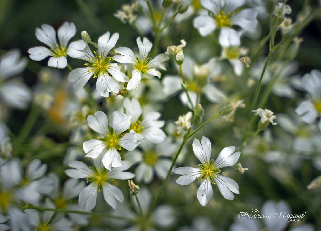 "Простенькие аккуратные цветочки"© - Владимир Макаров "Простенькие аккуратные цветочки"© - Владимир Макаров