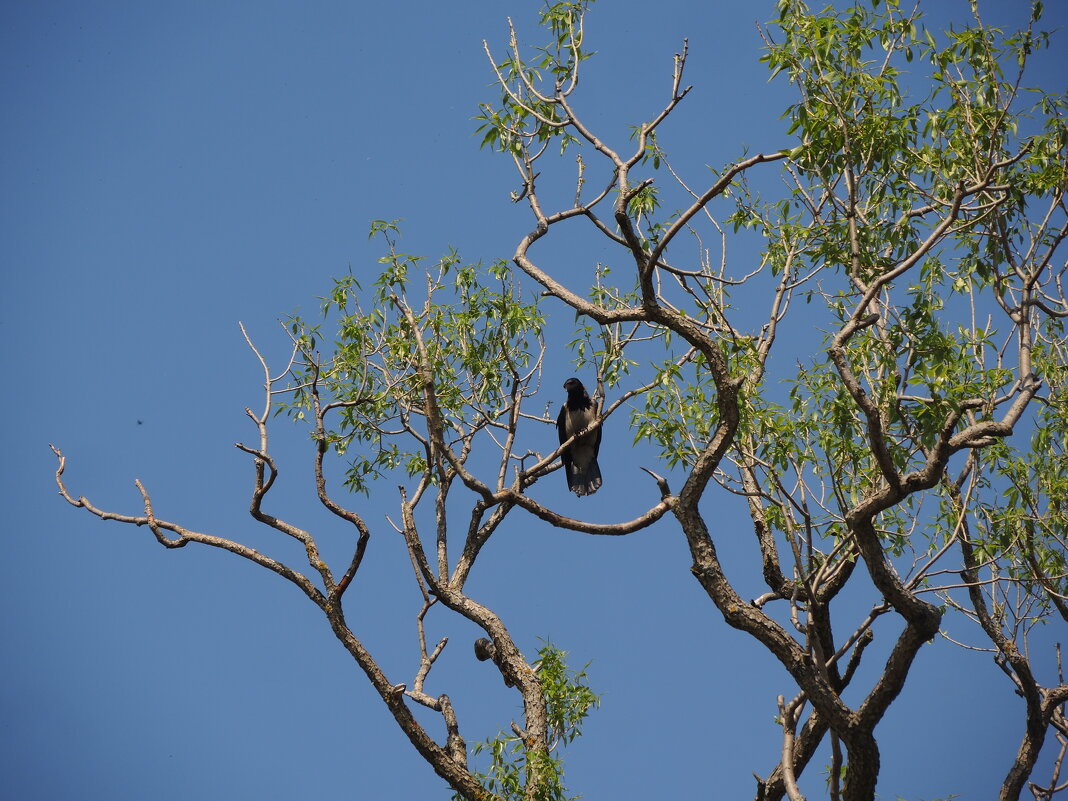 ворона в древесной раме - sv.kaschuk 