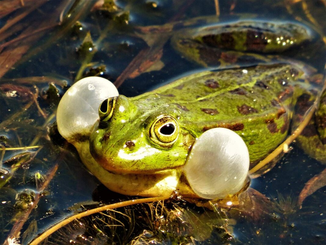 Я Вам споююююююю... - Ольга Митрофанова