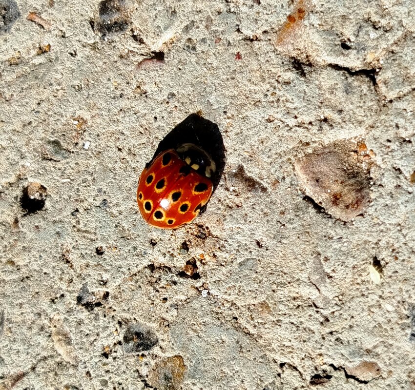 Божья коровка - светлана льдокова