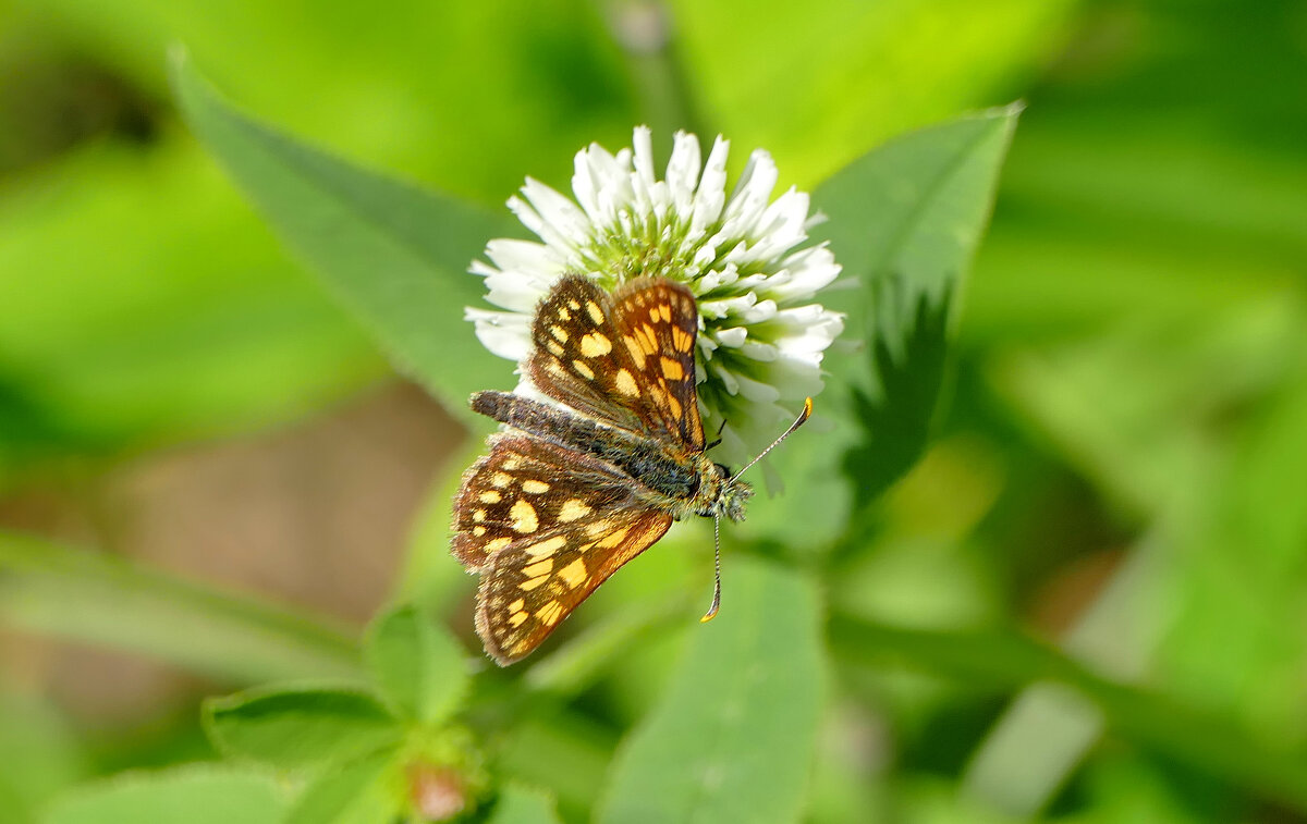 опять про бабочек 2 - Александр Прокудин опять про бабочек 2 - Александр Прокудин