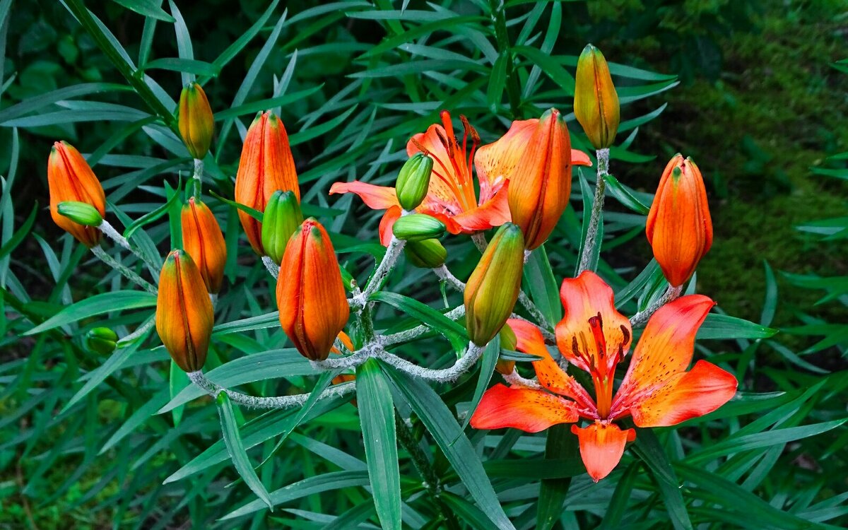 Оранжевые лилии на городской клумбе. - Милешкин Владимир Алексеевич 