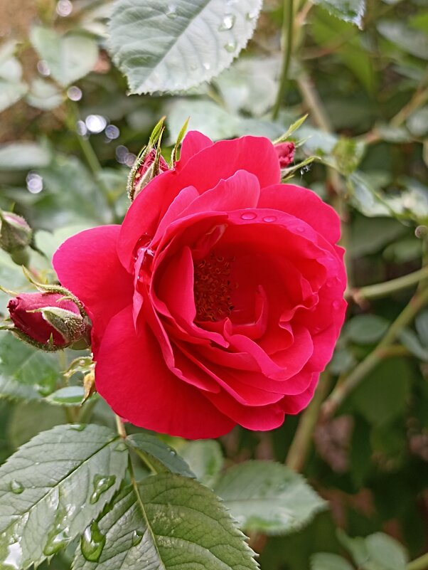 Как хороши, как свежи были розы... - Pippa Как хороши, как свежи были розы... - Pippa