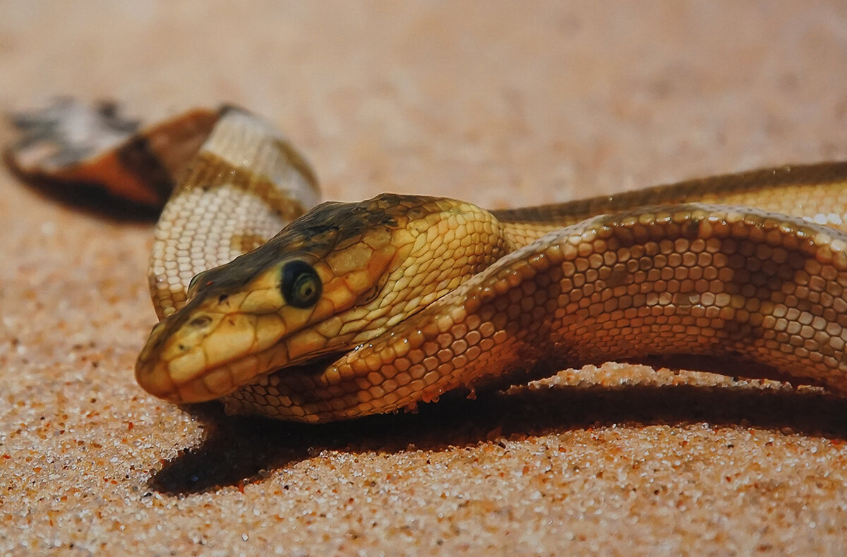 Морская змея - Ольга 