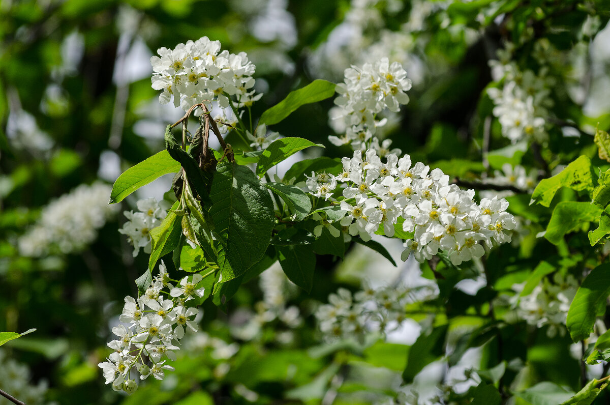 *** - Виктор Иванович Чернюк *** - Виктор Иванович Чернюк