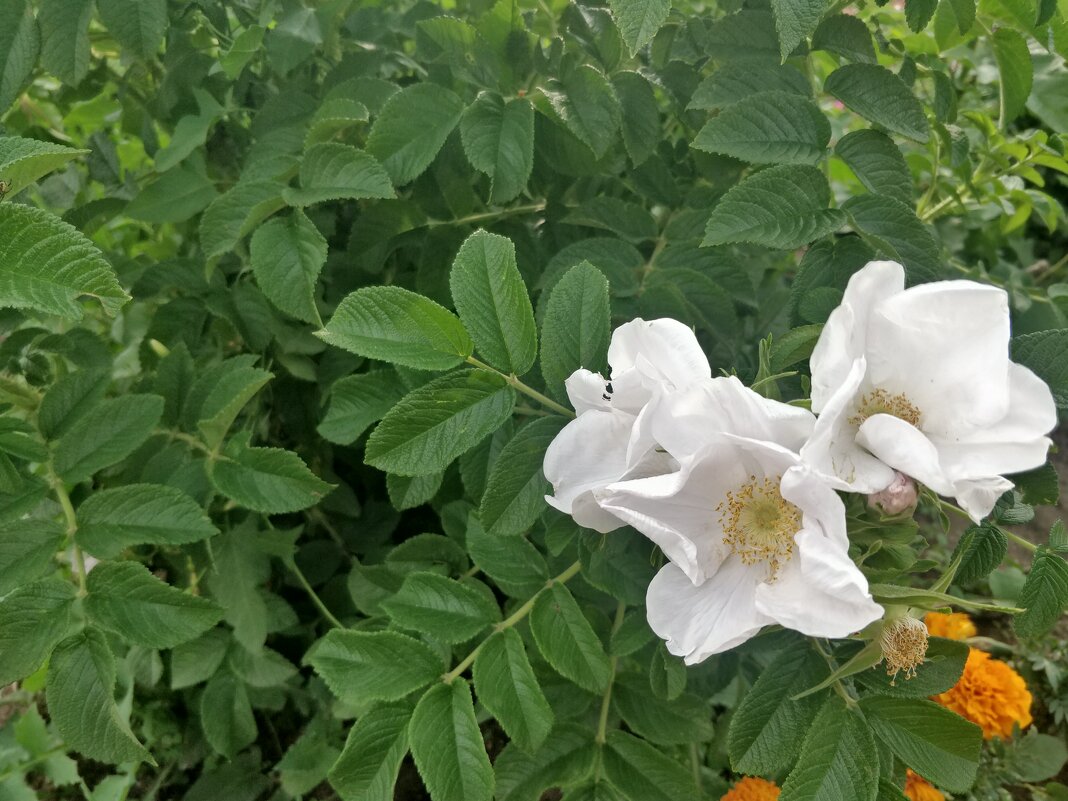 Лето - Андрей Хлопонин Лето - Андрей Хлопонин