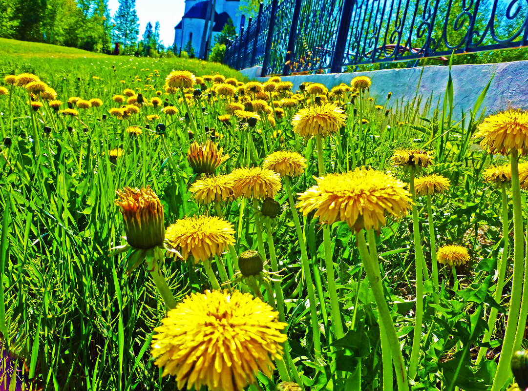 Июнь... Цветут одуванчики! - Владимир Июнь... Цветут одуванчики! - Владимир