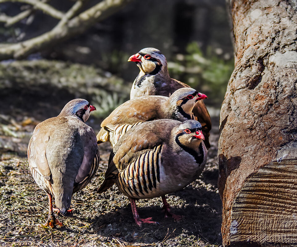 Кеклик - SanSan 